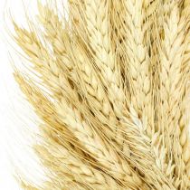 Couronne naturelle, couronne de blé, couronne de blé, couronne de grain 30cm