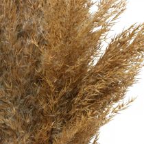 Article Carex d&#39;herbe sèche décoration sèche naturelle 75cm 10 pcs