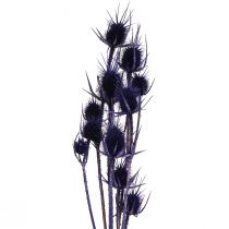 Article Cardère sauvage Fleurs séchées Cardère Chardons Violet 55cm 10 têtes