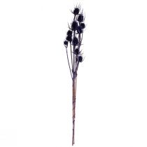 Article Cardère sauvage Fleurs séchées Cardère Chardons Violet 55cm 10 têtes