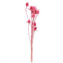 Article Lot de 10 têtes de chardons roses séchés 53 cm
