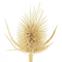 Article Cardon sauvage blanchi séché décoration naturelle 3-6cm 1kg