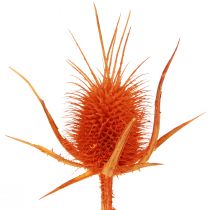 Article Cardère sauvage Cardère orange Chardon séché Décoration 1kg