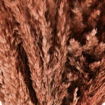 Article Wilde Reed Plume Roseau Décoration Sèche Abricot 75cm 10 pcs