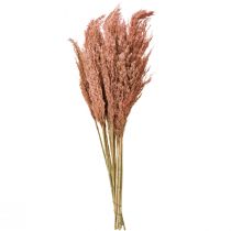 Article Herbe de Roseau Séchée 75cm 10pcs Abricot pour Décoration Bohème