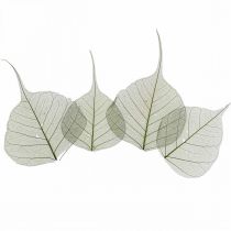 Feuilles de saule squelette vert foncé, déco nature, déco feuilles 200p