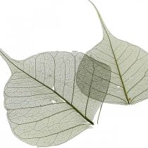 Feuilles de saule squelette vert foncé, déco nature, déco feuilles 200p