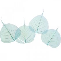 Feuilles de saule, feuilles de saule naturelles, feuilles sèches squelettisées bleu turquoise 200pcs