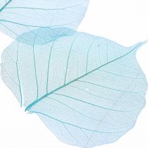 Feuilles de saule, feuilles de saule naturelles, feuilles sèches squelettisées bleu turquoise 200pcs