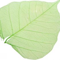 Feuilles de saule squelettisées, décoration printanière, déco feuilles vert 200p