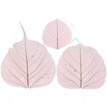 Feuilles de squelette Feuilles de saule squelette vieux rose 10-15cm 200p