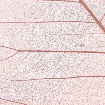 Feuilles de squelette Feuilles de saule squelette vieux rose 10-15cm 200p