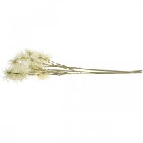 Article Xanthium fleur artificielle crème décoration d'automne 6 fleurs 80cm 3pcs