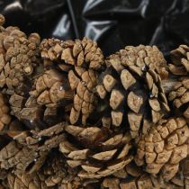 Article Panier à plantes en cônes pommes de pin naturel Ø33cm H17cm