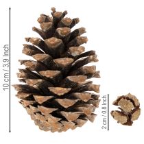 Article Mélange de pommes de pin naturelles pour décoration et bricolage 2 à 10 cm 400 g