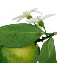 Citrons en fleur 9,5cm vert 4pcs