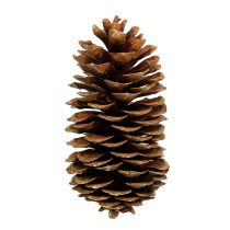 Article Pommes de pin à sucre naturelles 20-25cm