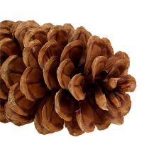 Article Pommes de pin à sucre naturelles 20-25cm