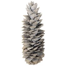 Article Pommes de pin à sucre blanchies à la chaux 20cm - 30cm