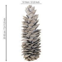Article Pommes de pin à sucre blanchies à la chaux 20cm - 30cm