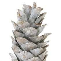 Article Pommes de pin à sucre, blanchies à la chaux 20cm - 30cm