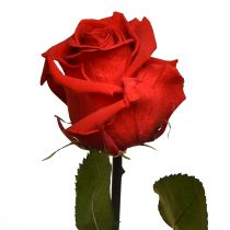 Article Rose Infini aux Feuilles Stabilisées Rouge Amorosa L54cm