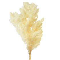 Article Asperges sèches décoration herbe ornementale séchée blanche 80g