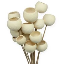 Bell Cup Mix blanchi sur bâton 15pcs