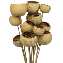 Bell Cup sur bâtonnet Déco exotique Nature 4-5,5cm 15 pcs