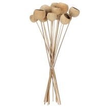 Article Mélange de clochettes sur tige, variétés exotiques naturelles, 15 pièces