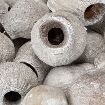 Article Bellgums blanchis à la chaux 2cm - 5cm 500g