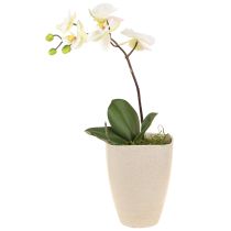 Article Pot à orchidées pot de fleur plastique beige chiné 13,5x13cm H16,5cm 4pcs