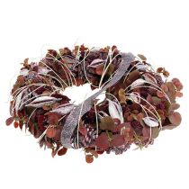 Article Brachyciton mûre givrée 500g