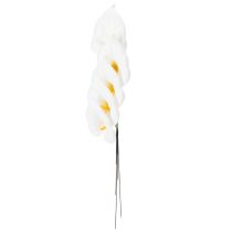 Article Arums, taille moyenne, sur fil de fer, 50 pièces