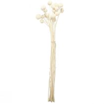 Article Craspedia pilons séchés crème 45-55cm 20 pcs