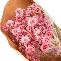 Article Curry Herbe Immortelle Artificielle Rose L28cm 12 pcs 1 botte