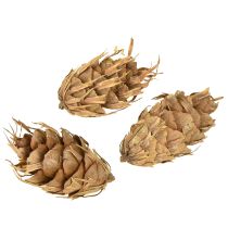 Article Pommes de Pin Naturelles de Douglas – 1,3 kg