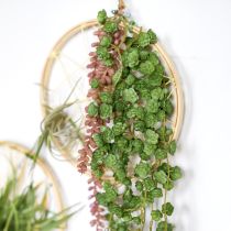 Article Plantes artificielles suspendues Echeveria vertes (l 12 cm, L 50 cm)