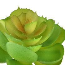 Article Echeveria Succulentes Artificielles Vert Ø7cm 6 pcs