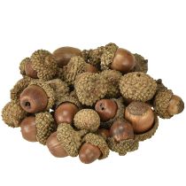 Article Glands pour décoration, décoration d&#39;automne, fruits d&#39;automne naturels Ø1,5 – 2,5cm L1,5 – 3cm 300g