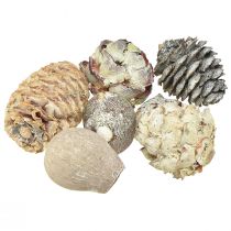 Article Cônes exotiques Leucodendron blanc lavé 3-4cm 450g