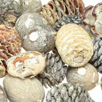 Article Pommes de pin naturelles blanchies Leucodendron 450 g 3-4 cm
