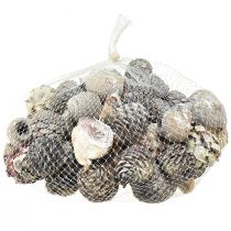 Article Cônes exotiques Leucodendron blanc lavé 3-4cm 450g