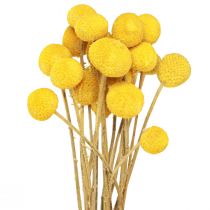 Article Pilons séchés Craspedia jaune 45-55cm 20 pcs