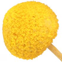 Article Pilons séchés Craspedia jaune 45-55cm 20 pcs