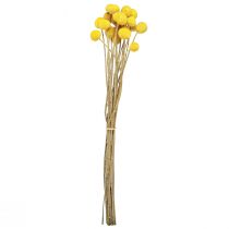Article Fleurs de Craspedia jaunes séchées, 45-55 cm, 20 pièces