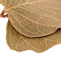 Article Feuilles Séchées Naturelles Moneta pour Décoration et Loisirs Créatifs 200 g