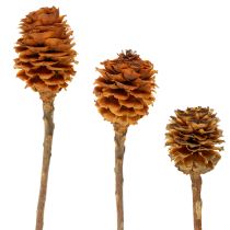 Article Glabrum Leucospermum Fleurs séchées 25-40 cm 25 pièces
