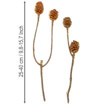 Article Fleurs séchées naturelles Glabrum 25-40 cm – Lot de 25