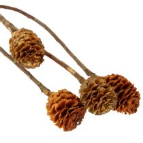 Article Fleurs séchées naturelles Glabrum 25-40 cm – Lot de 25